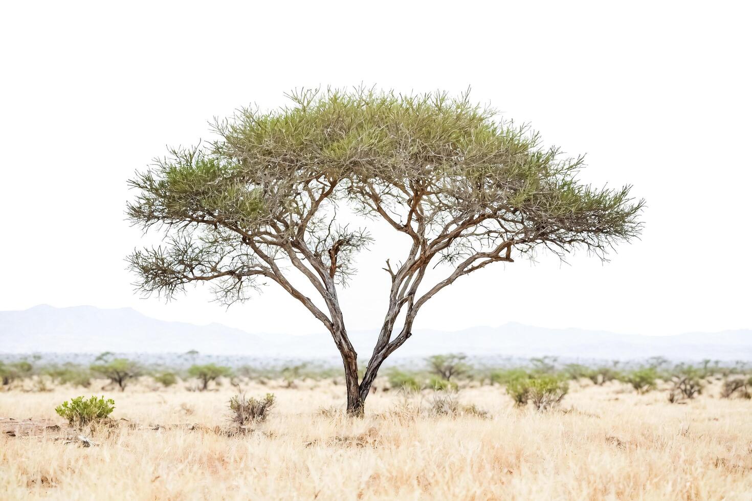 A lone acacia tree standing in the East African savanna at dusk